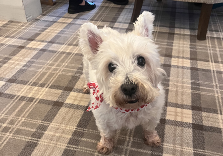 Dog at Sherwood House